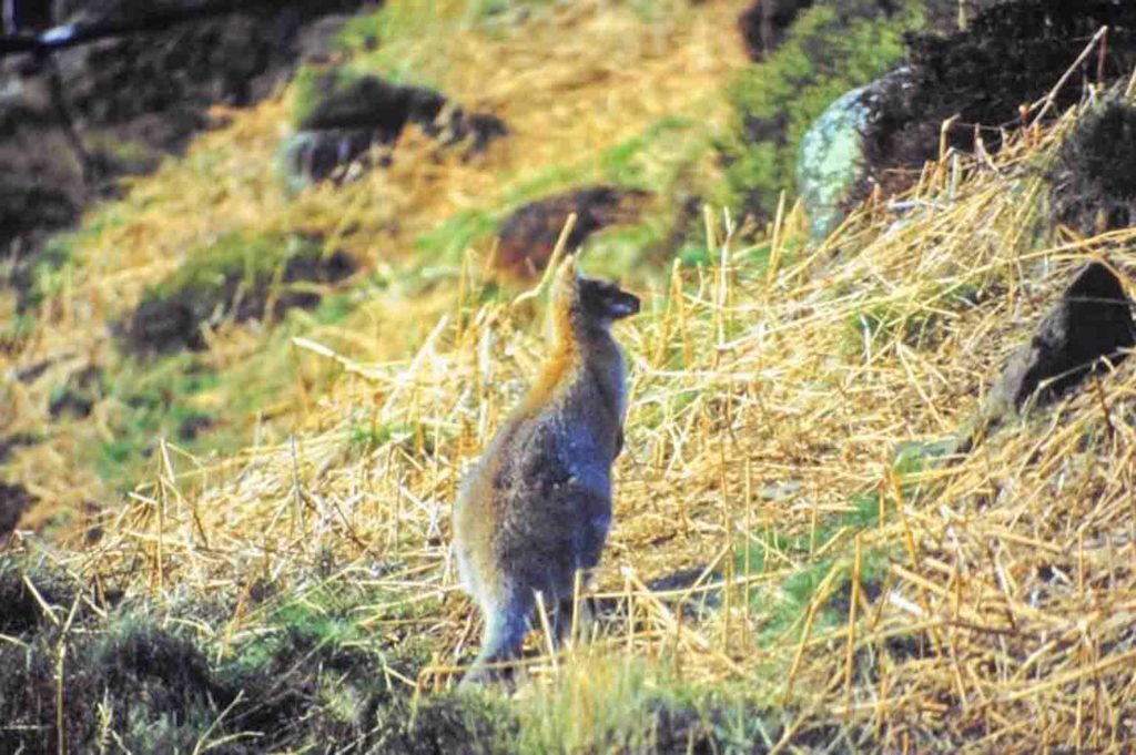 wallabies at roaches hall