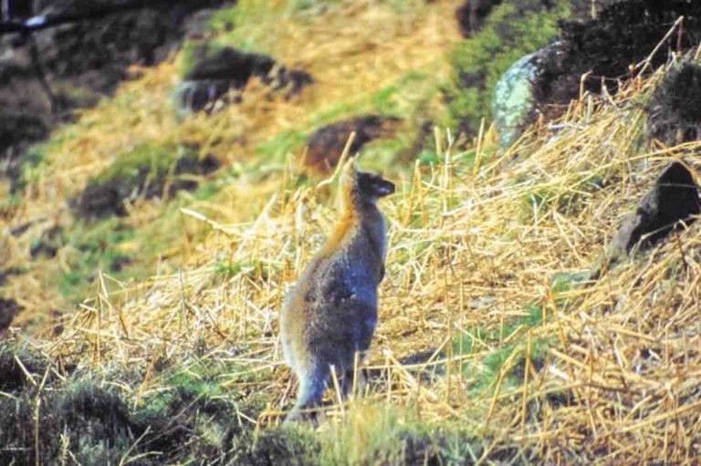 wallabies at roaches hall