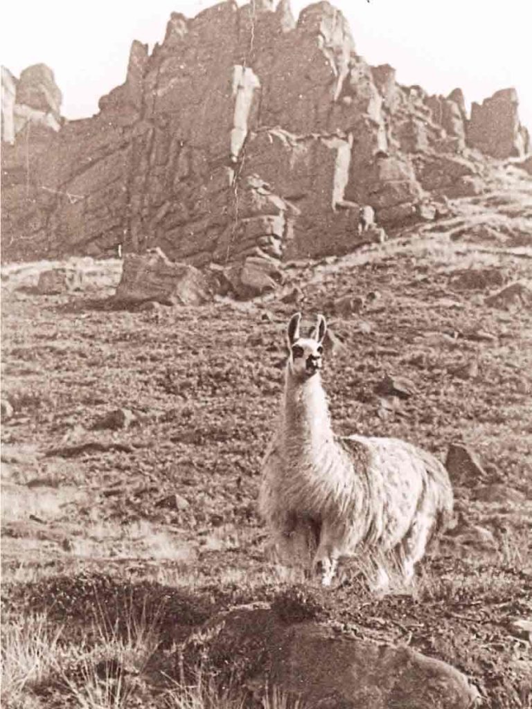 history of roaches hall zoo wallabies