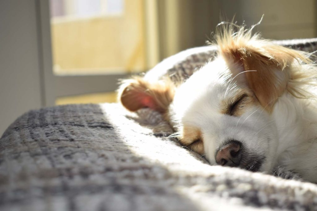 pet friendly accommodation