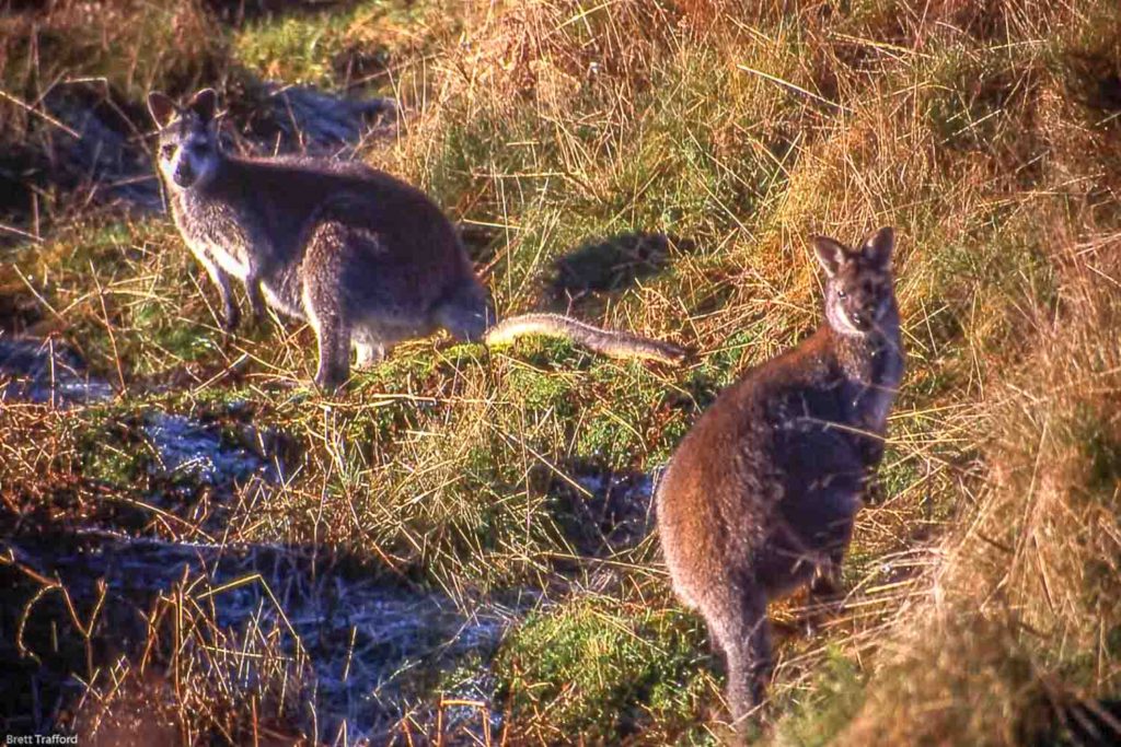 wallabies at roaches hall