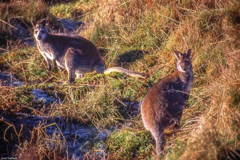 wallabies at roaches hall