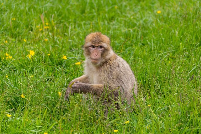 Trentham Monkey Forest near Roaches Hall, Peak District